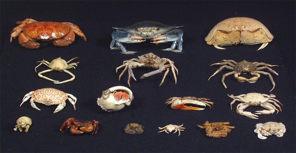 Blue crab world